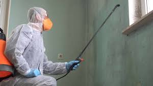 Best Mold Damage Restoration  in Hebron, IN