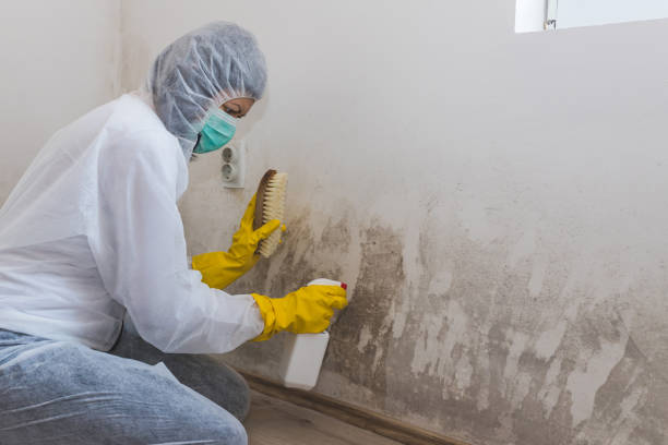 Best Emergency Mold Remediation  in Hebron, IN